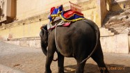 jaipur_13.jpg